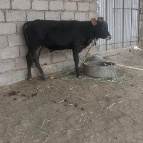öküzçe