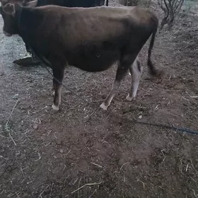 Gole/Göle/Okuz/Oküzce/Okuzler