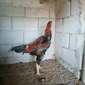 Taşgent horoz