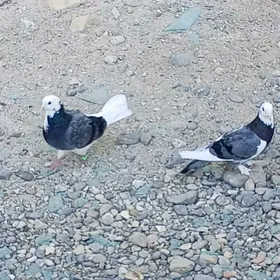 kepderi