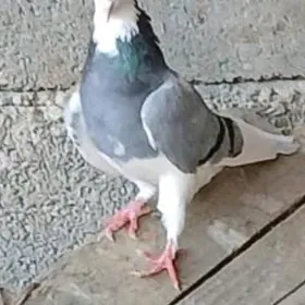 kepderi