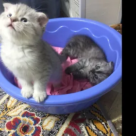 Котята