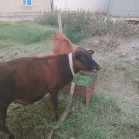 2 sany gòle