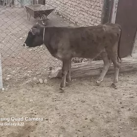 erkek okuzce