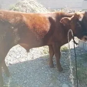 Okuzce