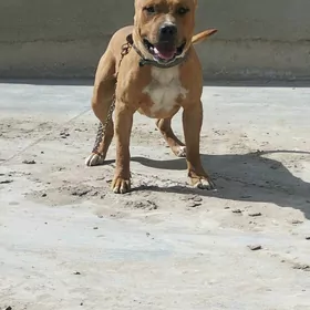 pitbul
