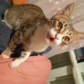 котик