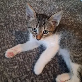 котята