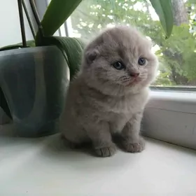 котёнок