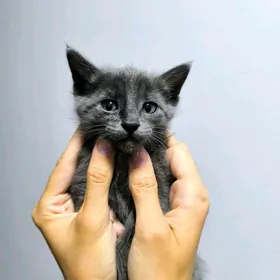 Отдадим котят в хорошие руки