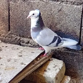 kepderi