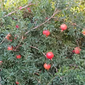 Nahal