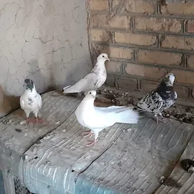 kepderi