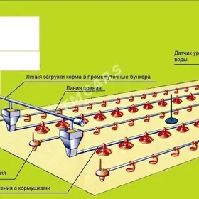 Broýler Towuk enjam