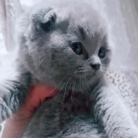Шотландский Котята