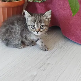 шотландский котята