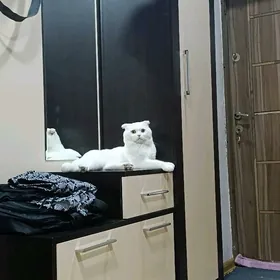Шотландец, вислоухий