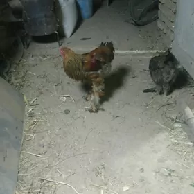Brahma