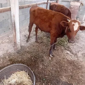 Öküz
