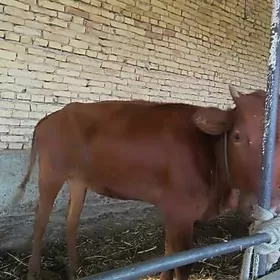 Öküz unajyn