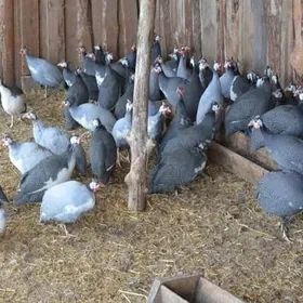 ЦЕСАРКА