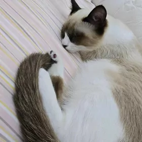 сиамская кошка