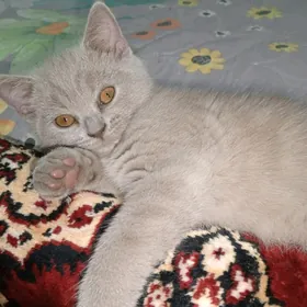 Мальчик лиловый