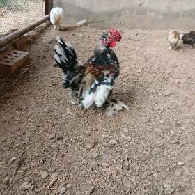 Karlik horazlar