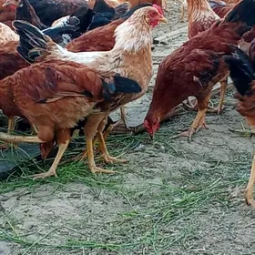 horaz