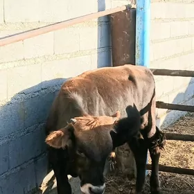 Ökuz