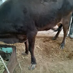sygyr