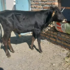 şwes okuz