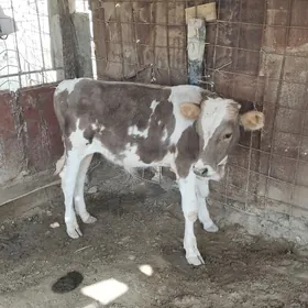 göle