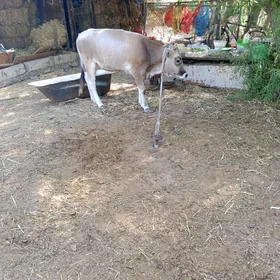 göle bir ÿaşap geçen