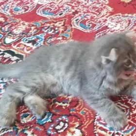 Şotlandiski caga pişik