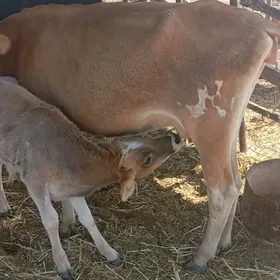 Şwed paroda Goleli sygyr