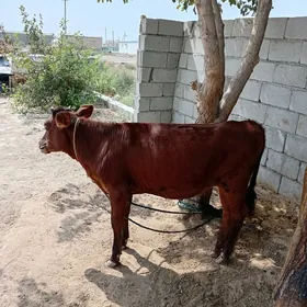 göle