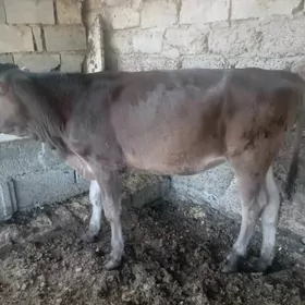Göle