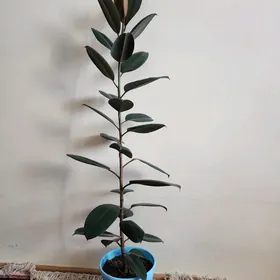 Gül Fikus, Maranta, Muj sçaste