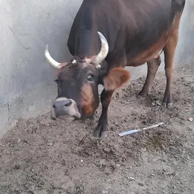 sygyr