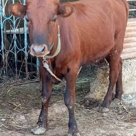 TÜWE