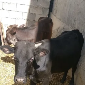 2 ÖKÜZ