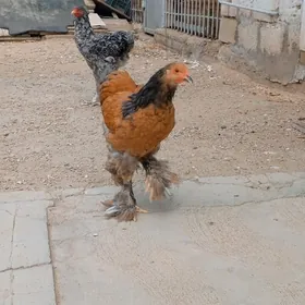 Brama