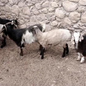 Geçi