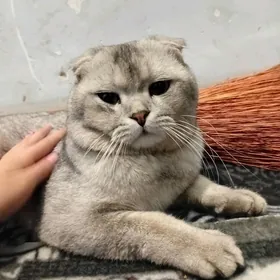 пишик шатланский