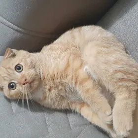 Шотландские котята мальчик