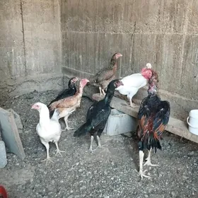 Taşkent