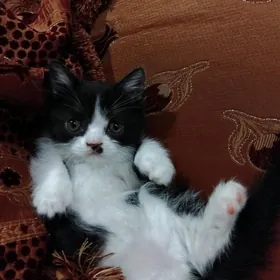 Котёнок девочка