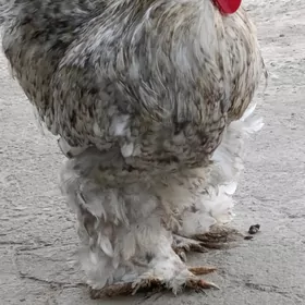 arasa brama