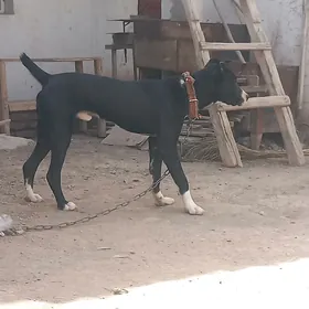 Gujuk